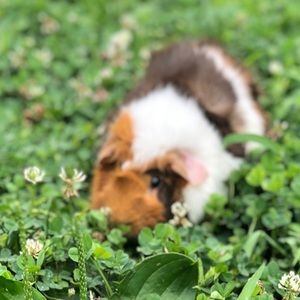 Meet your Posher, Lacie